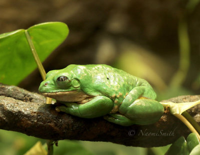Mexican Dumpy Frog - Pachymedusa dacnicolor MR18 #4292