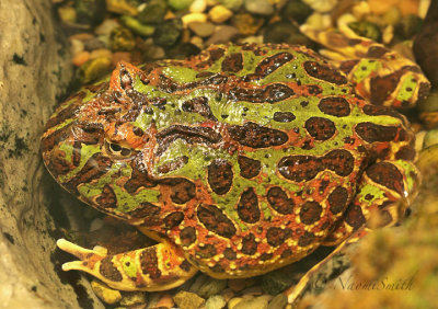 Ornate Horned Frog MR18 #3938