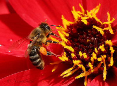 Honey Bee-Apis mellifera on Dahlia AU17 #1455