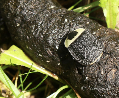 American Carrion Beetle S17 #3909