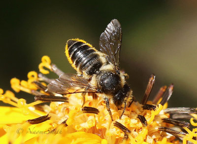 Bee on Lingularia AU17 #2251