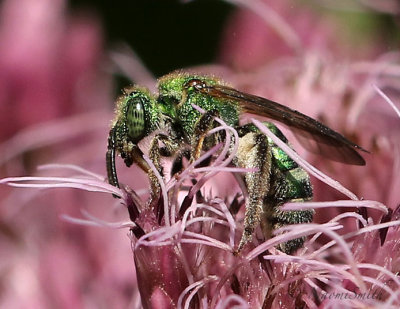 Agapostemon AU17 #2566