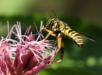 Spilomyia longicornis AU17 #2454