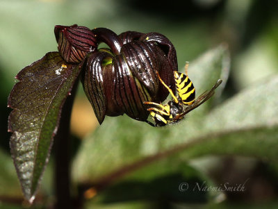 Wasp on Dahlia bud AU17 #2593