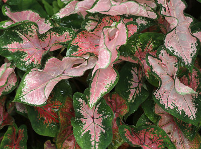 Caladium Carolyn Whorton AU17 #3152