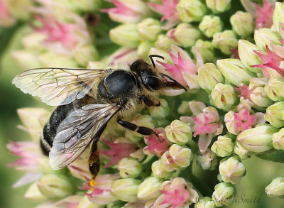 Honey Bee - Apis mellifera AU17 #3052