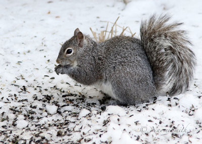 Grey Squirrel AP18 #5113