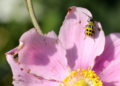 Spotted Cucumber Beetle S17 #5977