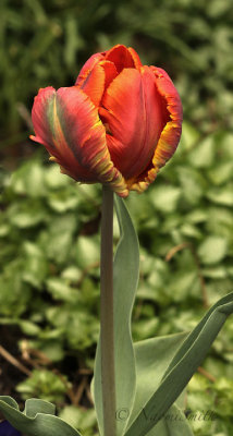 Rococo Parrot Tulip MY18 #6308