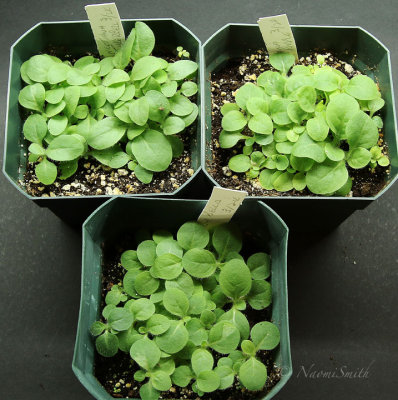 Nicotiana Seedlings AP18 #5092