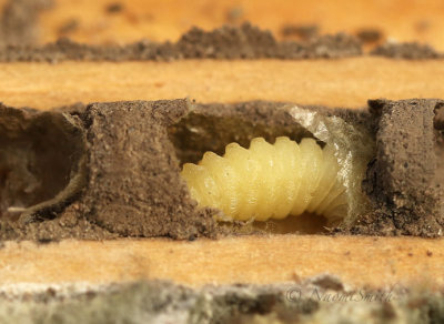 Larva of Potter Wasp AP18 #5254