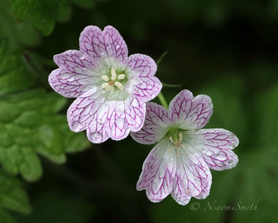 Geranium versicolor JN18 #5449