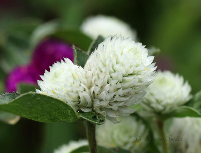 Gomphrena globosa JN18 #5600