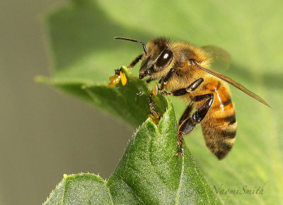 Honey Bee JL17 #9958