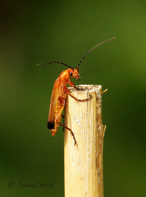 Cantharis rufa JL17 #9825