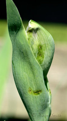 Iris Damage MY17 #1502
