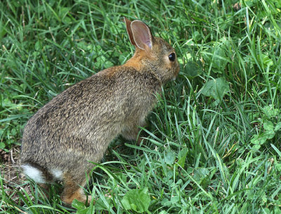 Eastern Cottontail AU18 #3344