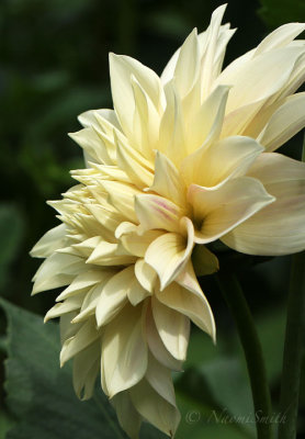 Dahlia Cafe au Lait AU18 #2139