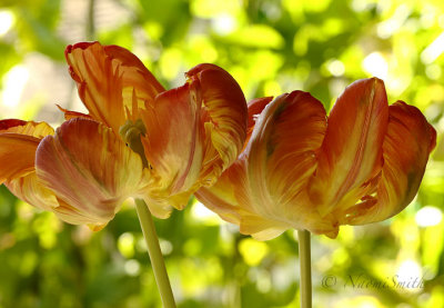 King - Parrot Tulip F18 #3589