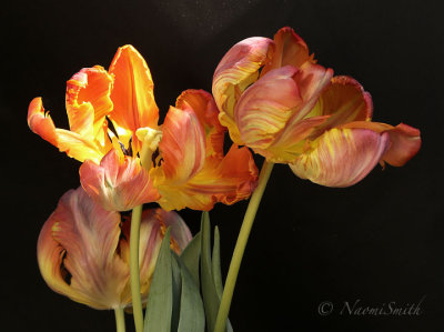 King - Parrot Tulip F18 #3595