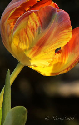 King - Parrot Tulip F18 #3579
