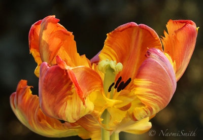 King -  Parrot Tulip F18 #3570
