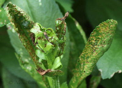Four-lined Plant bug damage on dahlia JN18 #3988