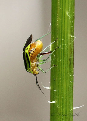 Four-lined Plant Bug JN18 #3616