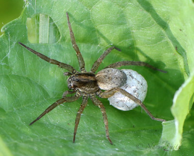 Wolf Spider with egg sac JN18 #4077