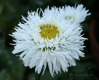 Shasta Daisy - Sante JL18 #1851