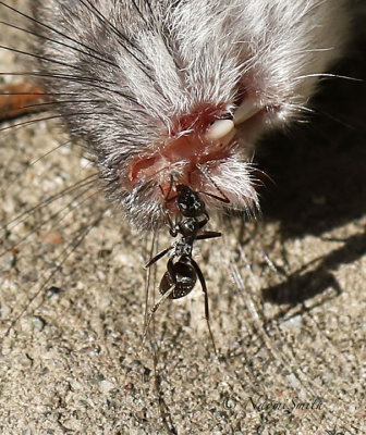 Ant with Mouse after Wasp had removed the nose  AU18 #4067