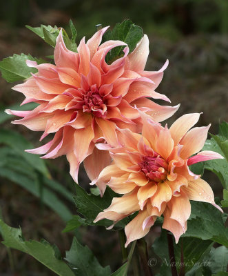 Dahlia Labyrinth S18 #7195