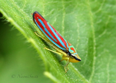 Graphocephala coccinea AU18 #6449