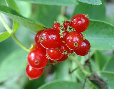 Honeysuckle Berries AU18 #2423