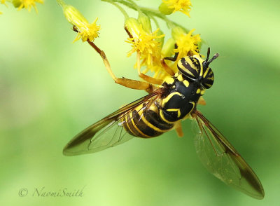 Spilomyia longicornis S18 #7081