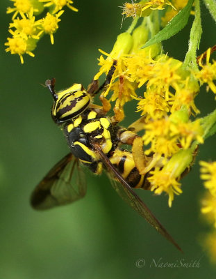 Spilomyia longicornis S18 #7002