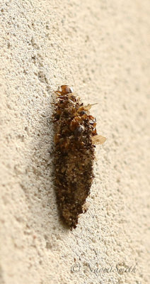 Bagworm Moth S18 #8516