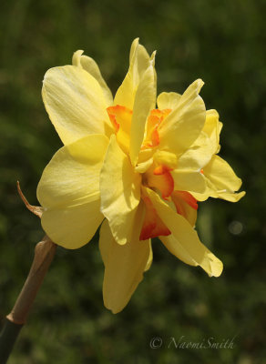 Daffodil Tahiti MY18 #6383
