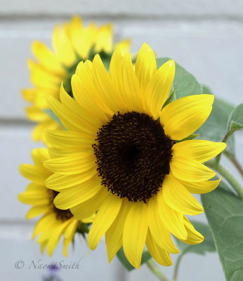Sunflower JL18 #8836