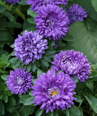 China Asters AU18 #5083