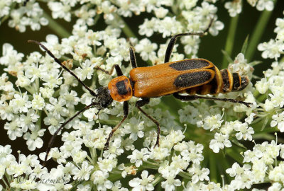 Pennsylvania Leatherwing AU18 #3569