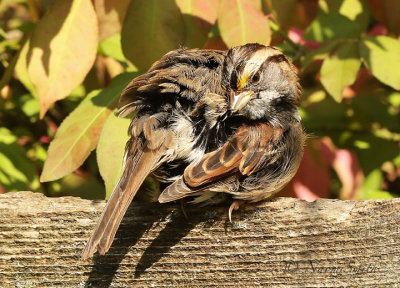 White-throated Sparrow O18 #9023