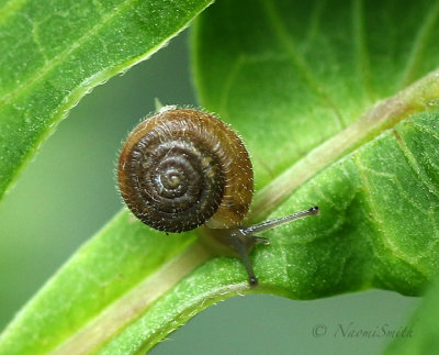 Hairy Snail AU18 #4490