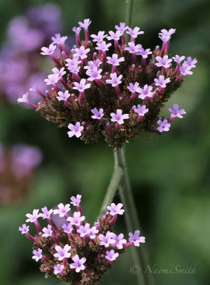 Verbena bonaireisis AU18 #2534