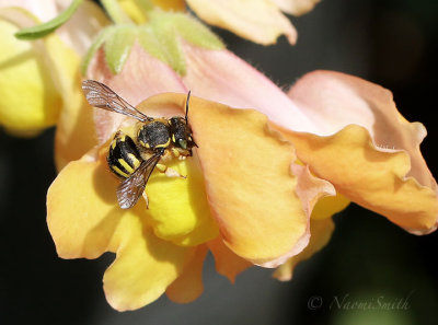Anthidium on Snapdragon AU18 #2474