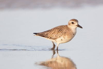 Black-bellied plover