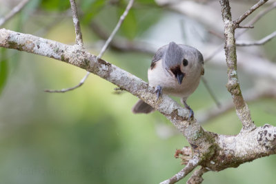 Tufted Titmouse