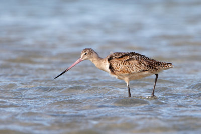 Marbled Godwit