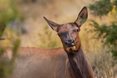 Elk