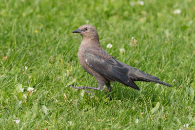 Brewer's Blackbird juvenile